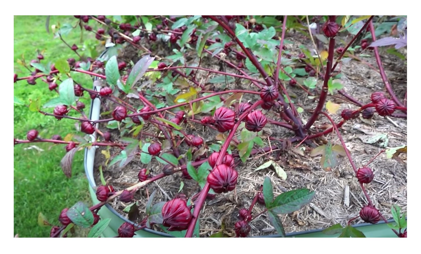 10x Hibiscus sabdariffa Jericho Rose Strauch Garten Pflanzen Samen ID116