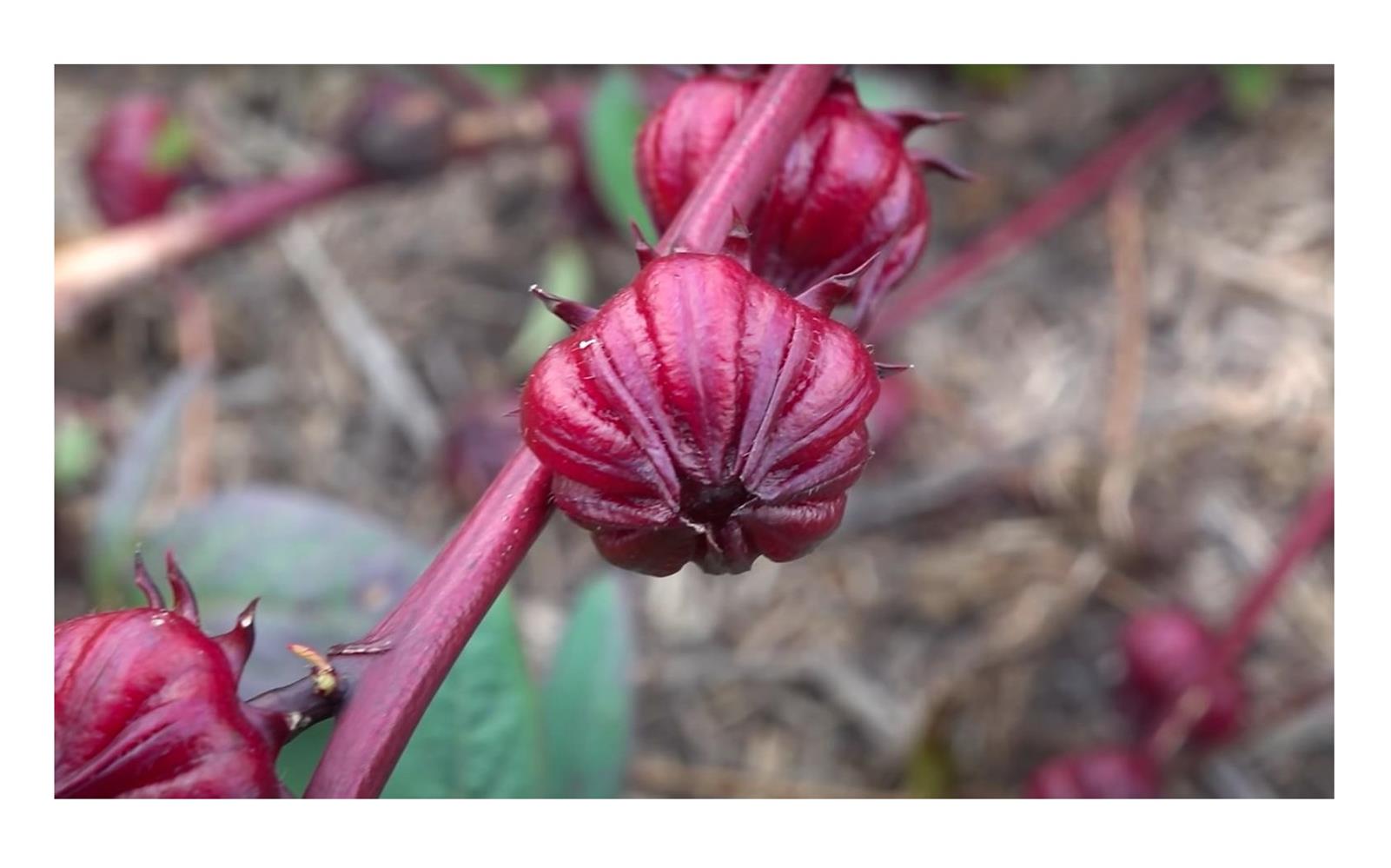 10x Hibiscus sabdariffa Jericho Rose Strauch Garten Pflanzen Samen ID116