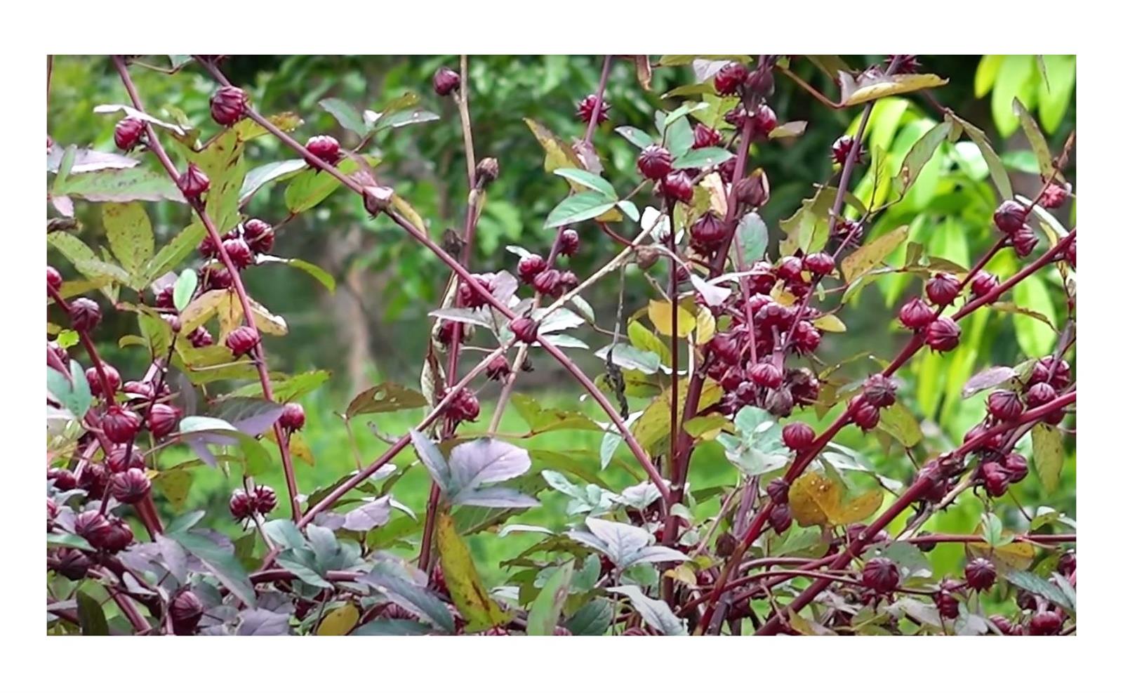 10x Hibiscus sabdariffa Jericho Rose Strauch Garten Pflanzen Samen ID116