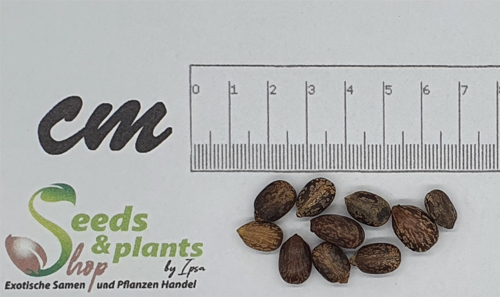 10x Ricinus communis Rizinus Wunderbaum Garten Pflanzen - Samen ID160