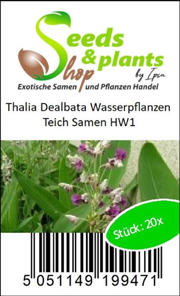 20x Thalia Dealbata Wasser Pflanzen Samen Hw1 Ebay