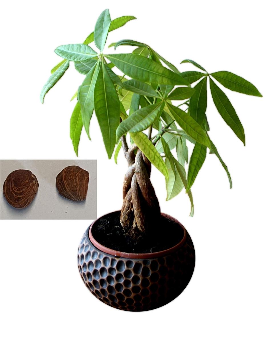 glücksfeder 100 cm Glücksfeder 30 cm kaufen – Kompakte, pflegeleichte Zimmerpflanze –  PlantmyHome main image 1