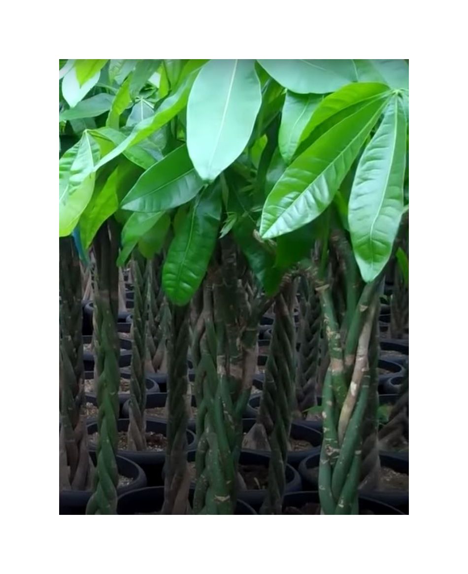 2x Pachira aquatica Macrocarpa Glckskastanie Garten Pflanzen - Samen A30