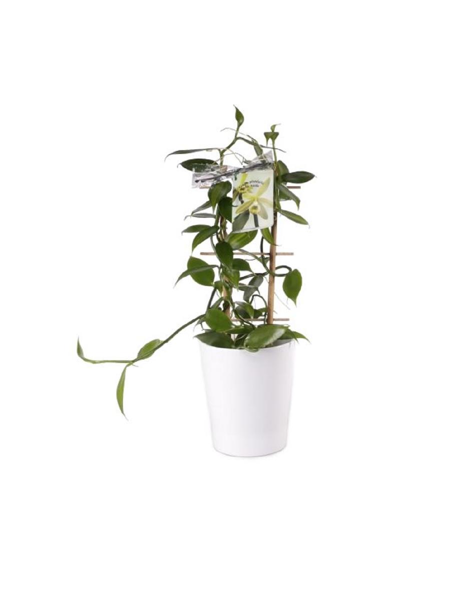 2x Echte Vanille inkl. bertopf Rankegitter Orchidee Pflanze OWD76