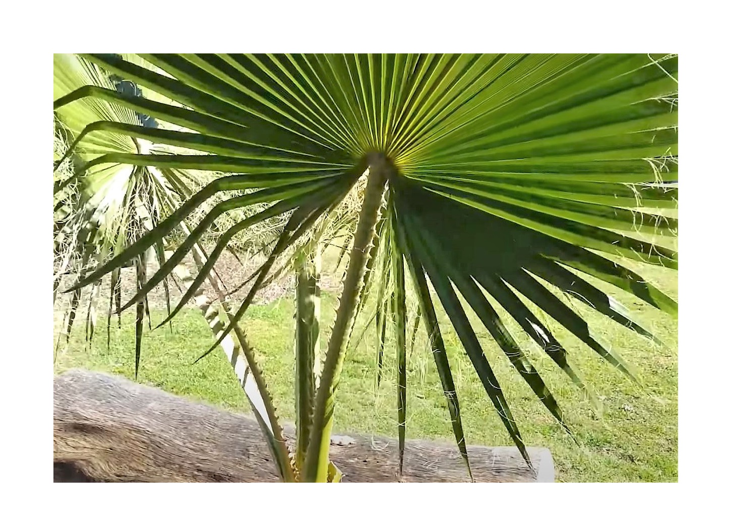 10x Veitchia Arecina Montgomery Palme Samen - Tropische Palmen Samen