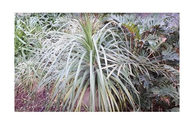 Nolina bigelovii, Beargrass