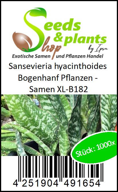bonsai ficus arten Bonsai Ficus 'Ginseng' - Ficus microcarpa ginseng
