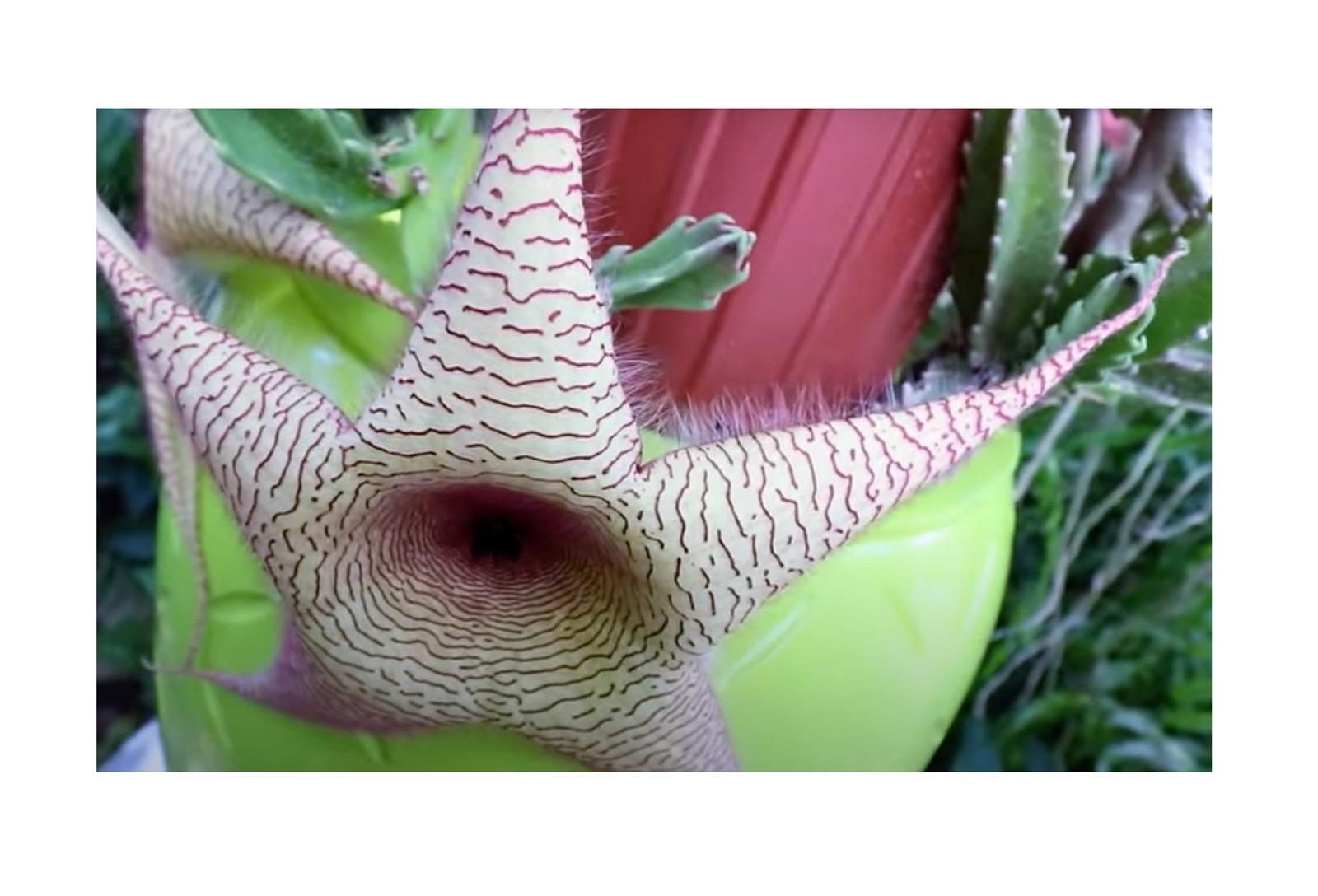 1000x Stapelia gigantea Kaktus Stern Garten Pflanzen - Samen XL-B290