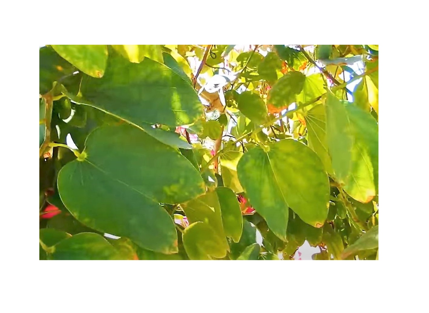 1000x Bauhinia variegata Orchideenbaum Garten Pflanzen - Samen XL-B774