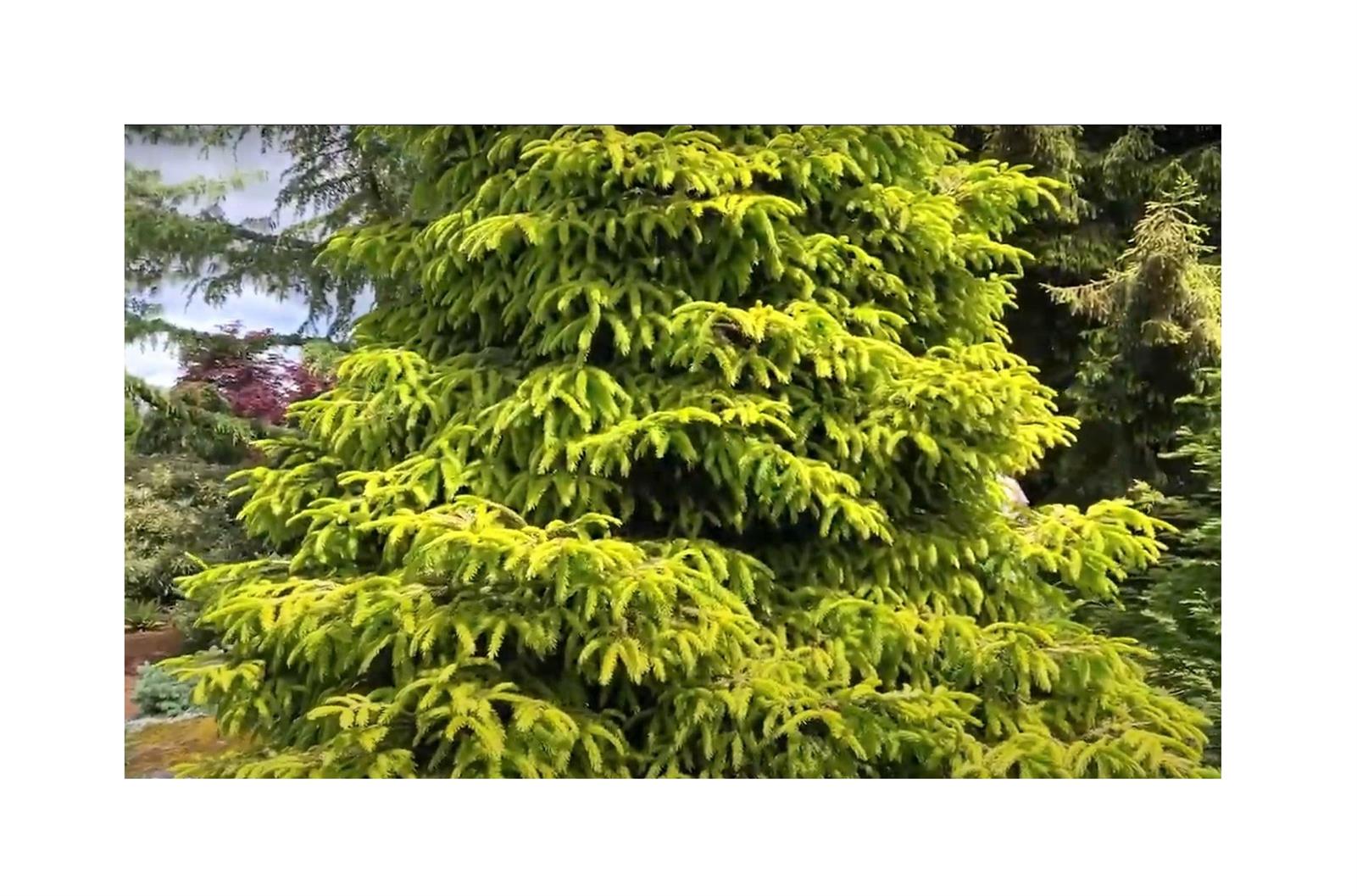 Picea orientalis Kaukasus-Fichte 10 Samen