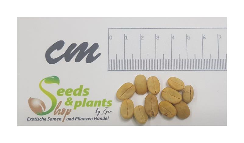gummibaum ficus tineke Gummibaum kaufen | Ficus elastica 'Robusta' main image 1