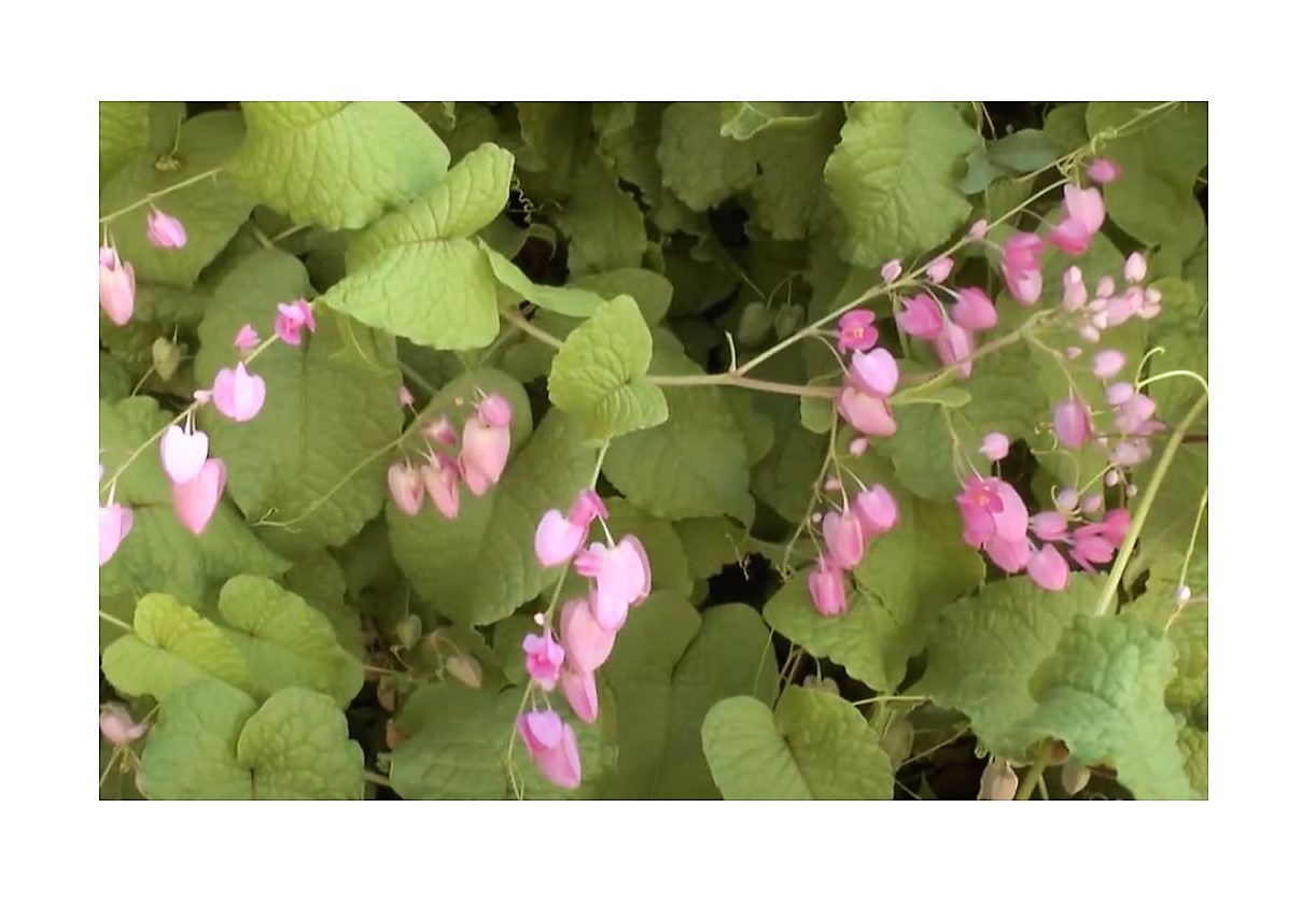 Korallenwein Samen – Kletterpflanze Mit Rosafarbenen Blüten – Perfekt Für Balkon & Garten