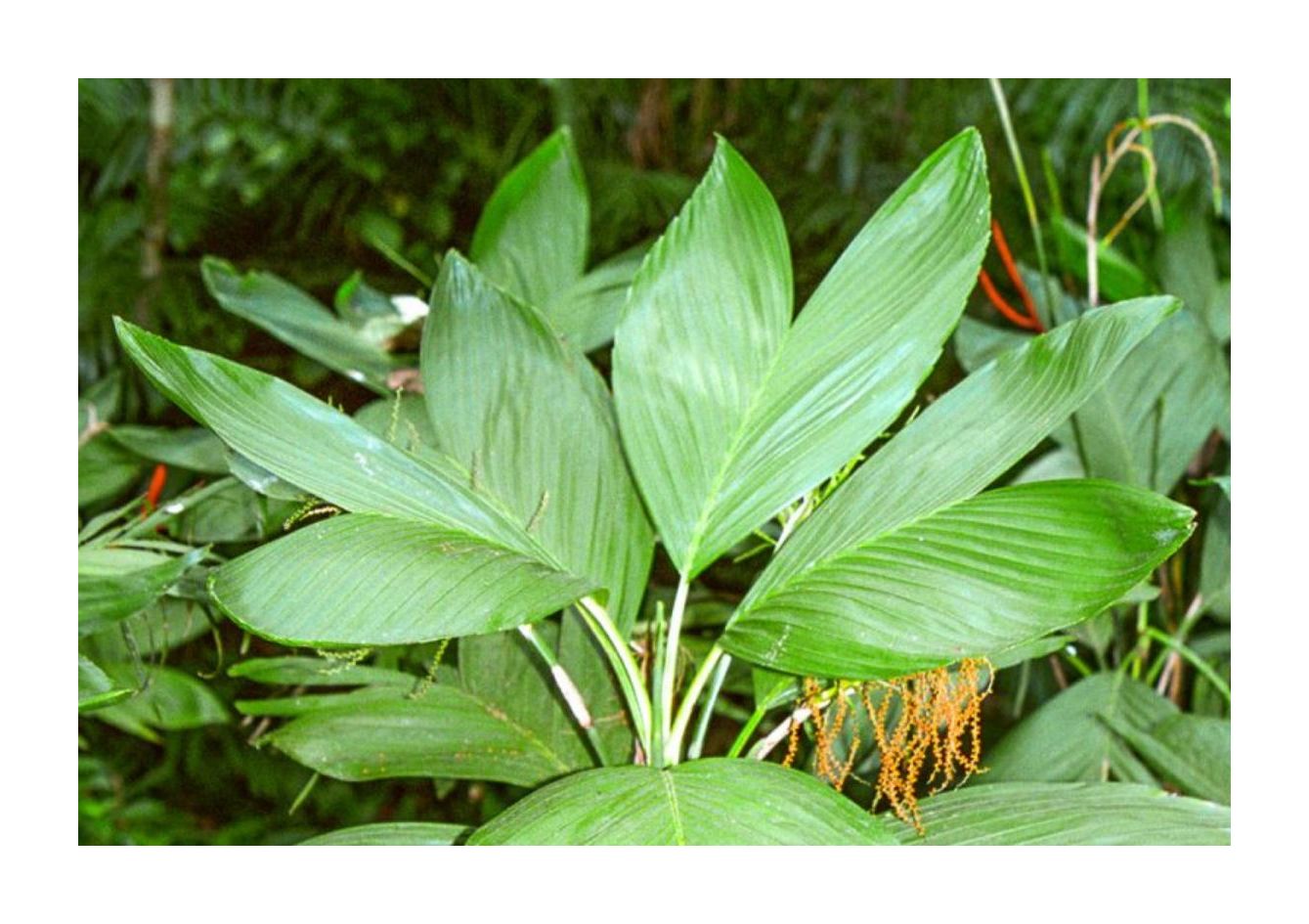 10x Chamaedorea ernesti augusti Xaté Palme Garten Pflanzen Samen ID367