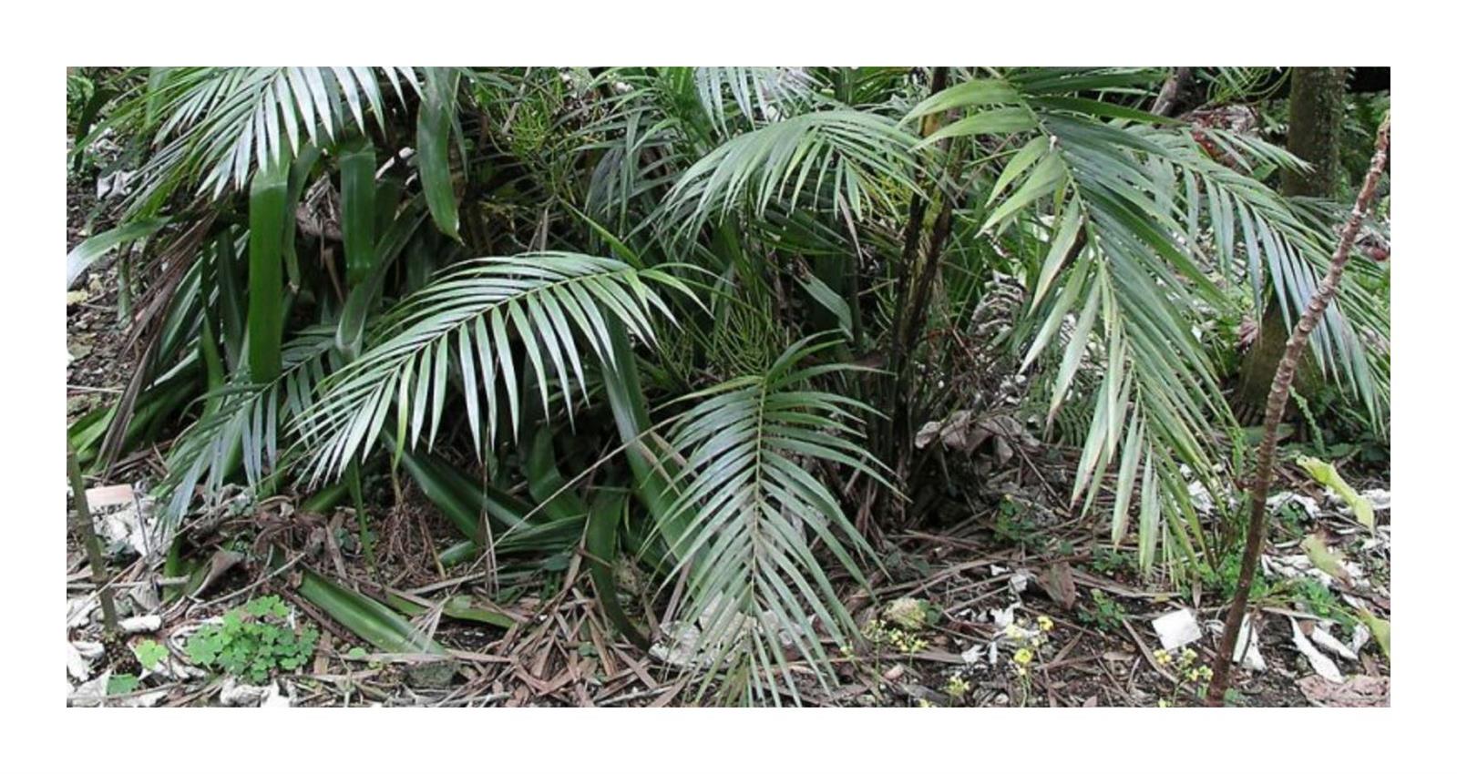 10x Chamaedorea hooperiana Hoopers Palme Garten Pflanzen - Samen ID368