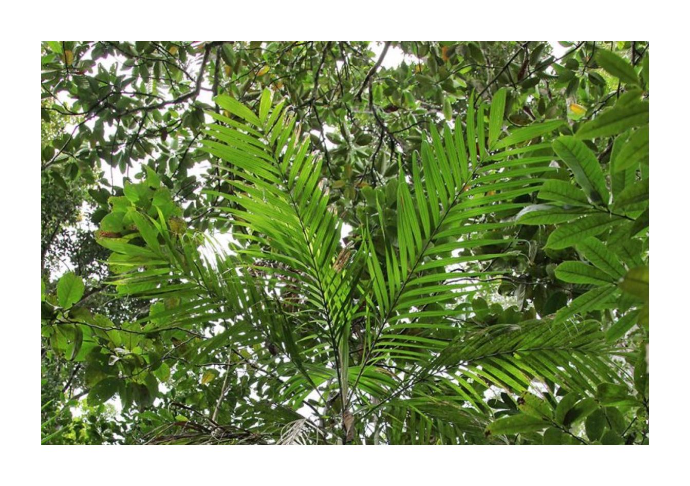 10x Dypsis confusa Palme Garten Pflanzen - Samen ID389