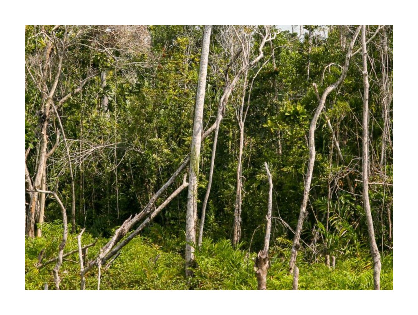 Semi Di Betulla Pubescens – 10 Pezzi, Albero Da Giardino, Betulla Pelosa Per Brughiere E Zone Umide, Alta Fino A 30m