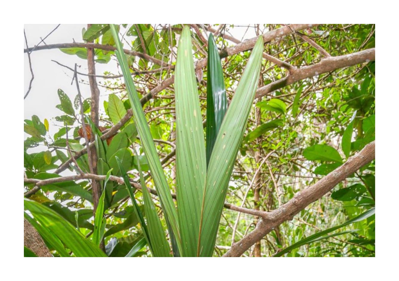 10x Dypsis sanctaemariae Palme Garten Pflanzen - Samen ID402