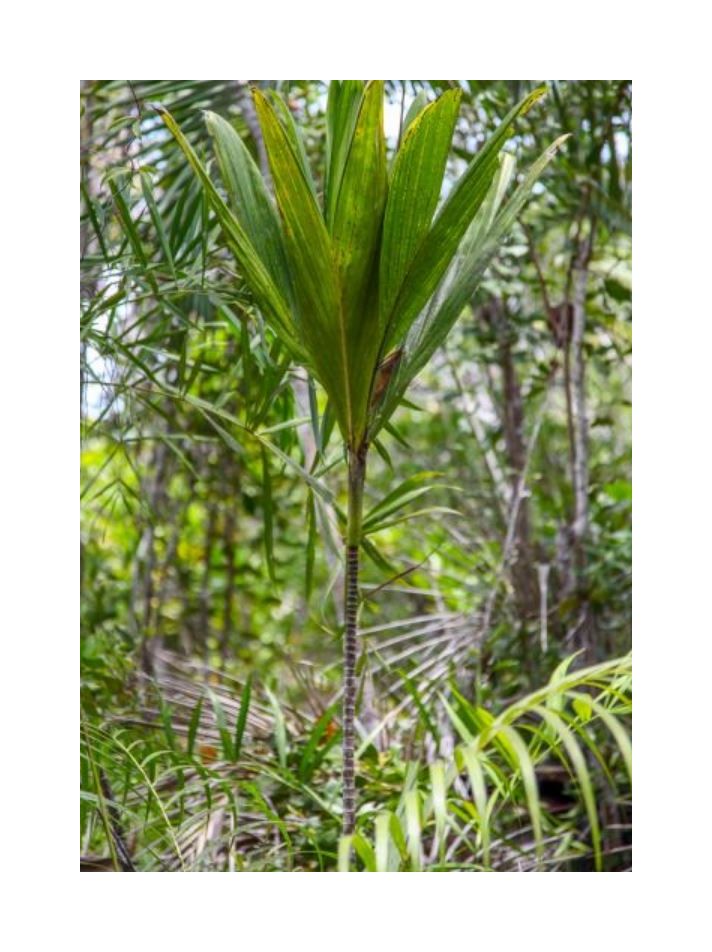 10x Dypsis sanctaemariae Palme Garten Pflanzen - Samen ID402