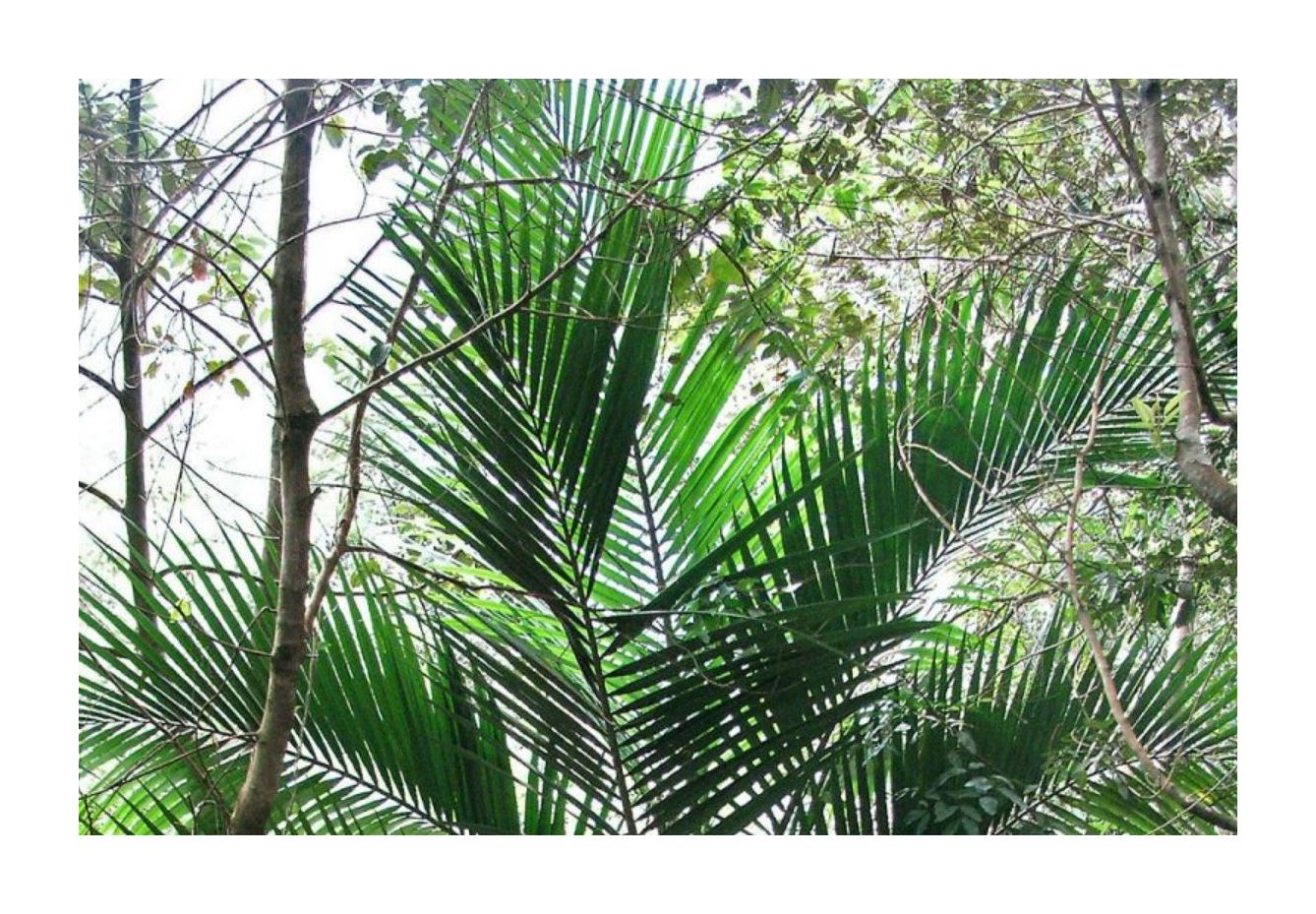 10 Graines Calamus Guruba - Palmier Rotin Grimpant - Plante Exotique Jardin
