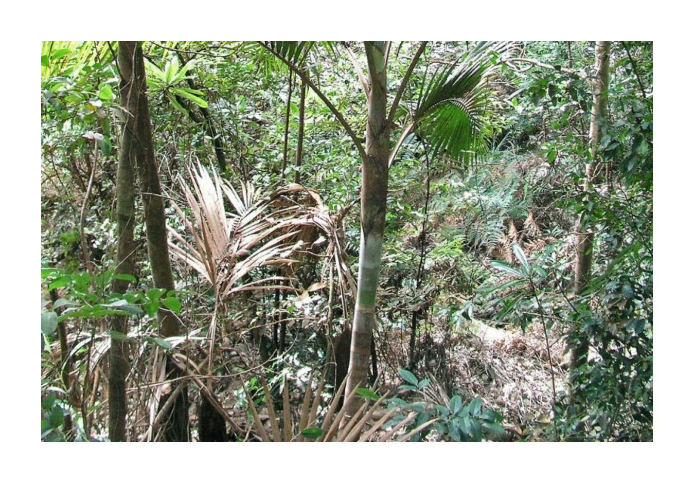 10x Kentiopsis pyriformis Palme Garten Pflanzen - Samen ID412