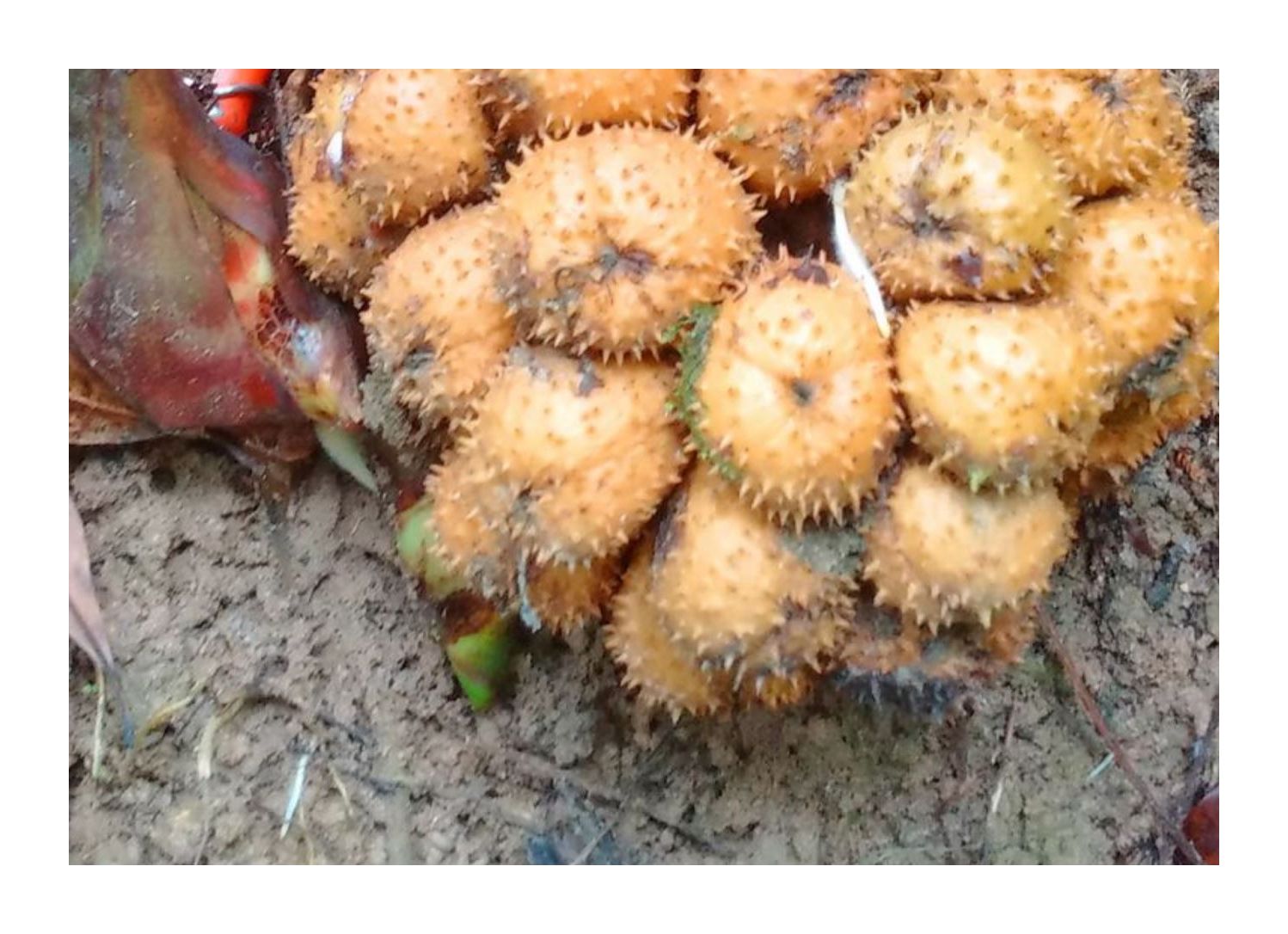 Amomum Kingii Kings Ingwer Samen - 10 Stück Seltene Ingwer-Pflanzen