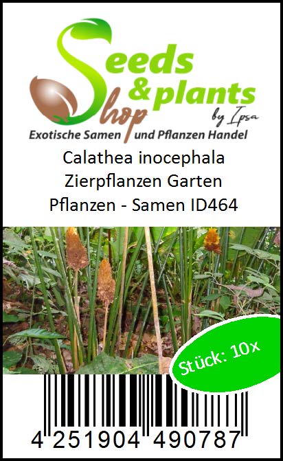 10x Calathea inocephala Zierpflanzen Garten Pflanzen - Samen ID464