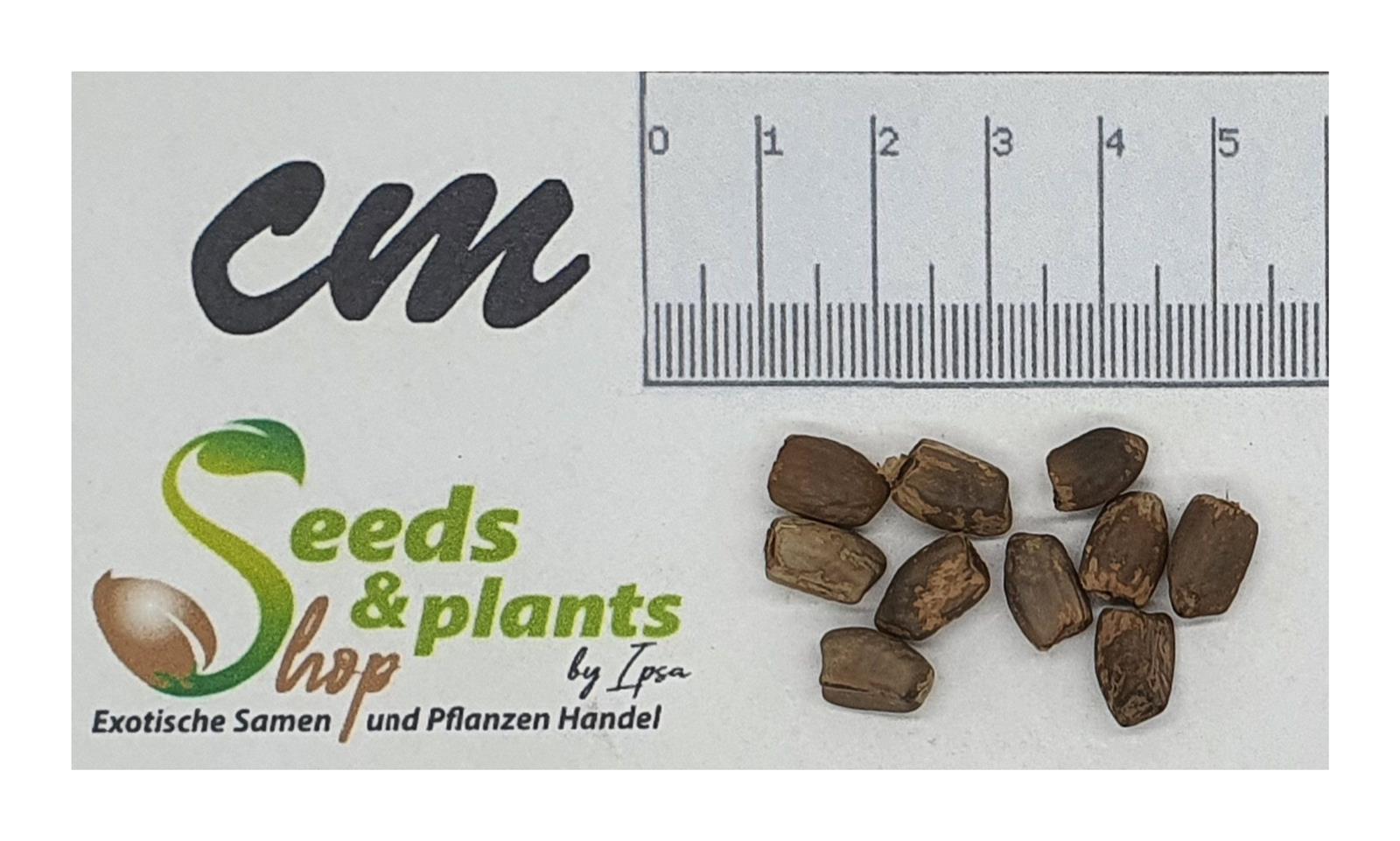 10x Calathea marantifolia Mehrjhrig Garten Pflanzen - Samen ID465