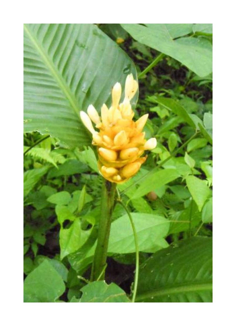 10x Calathea marantifolia Mehrjhrig Garten Pflanzen - Samen ID465