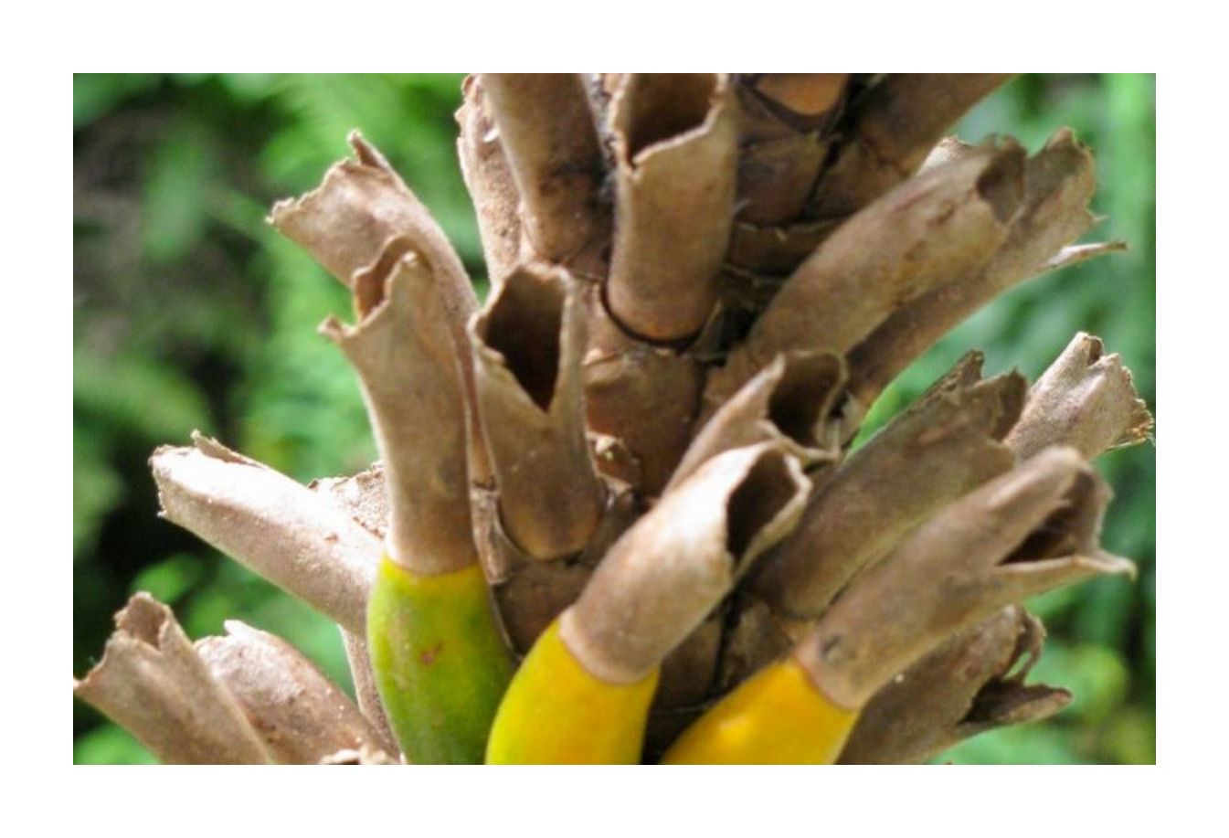 10x Dimerocostus strobilaceus Saguiro Ingwer Garten Pflanzen - Samen ID480