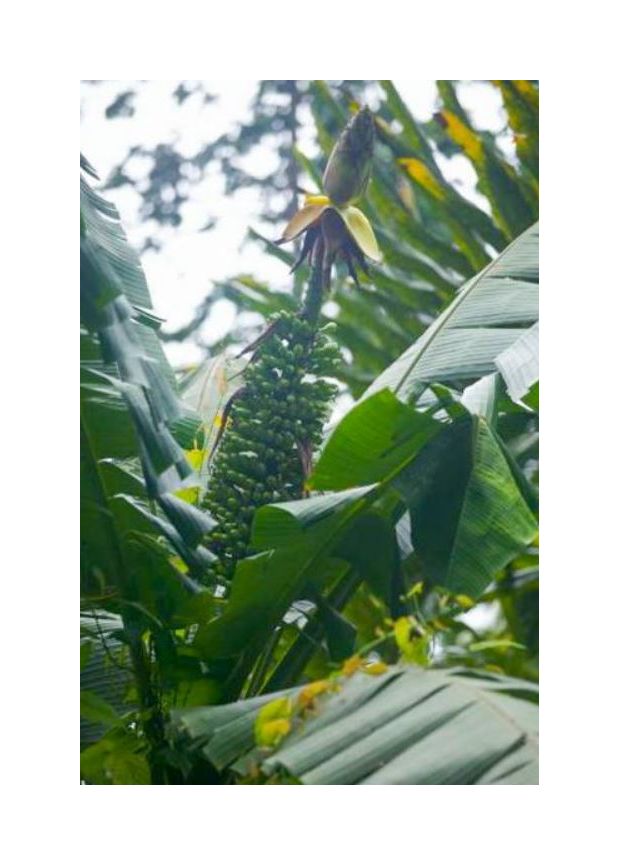 calathea silver Silver Band Calathea- 4in