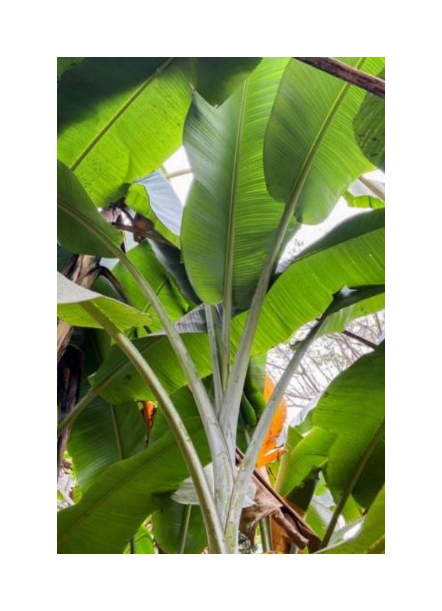 10x Musa sp. Jamesonii Bananen Garten Pflanzen Samen ID515