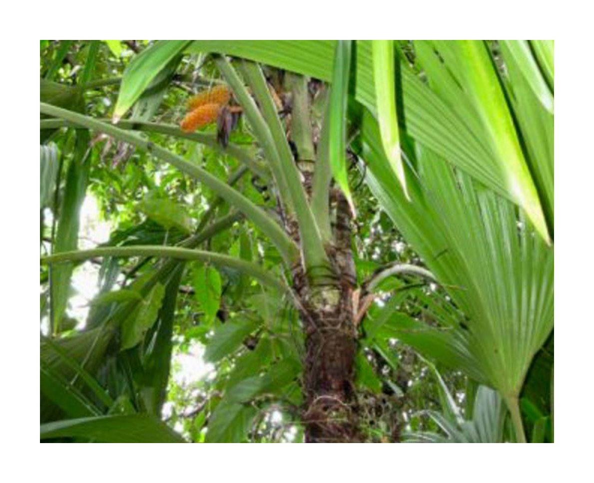 10x Asplundia sp. Escudo Ziersträucher Garten Pflanzen Samen ID636