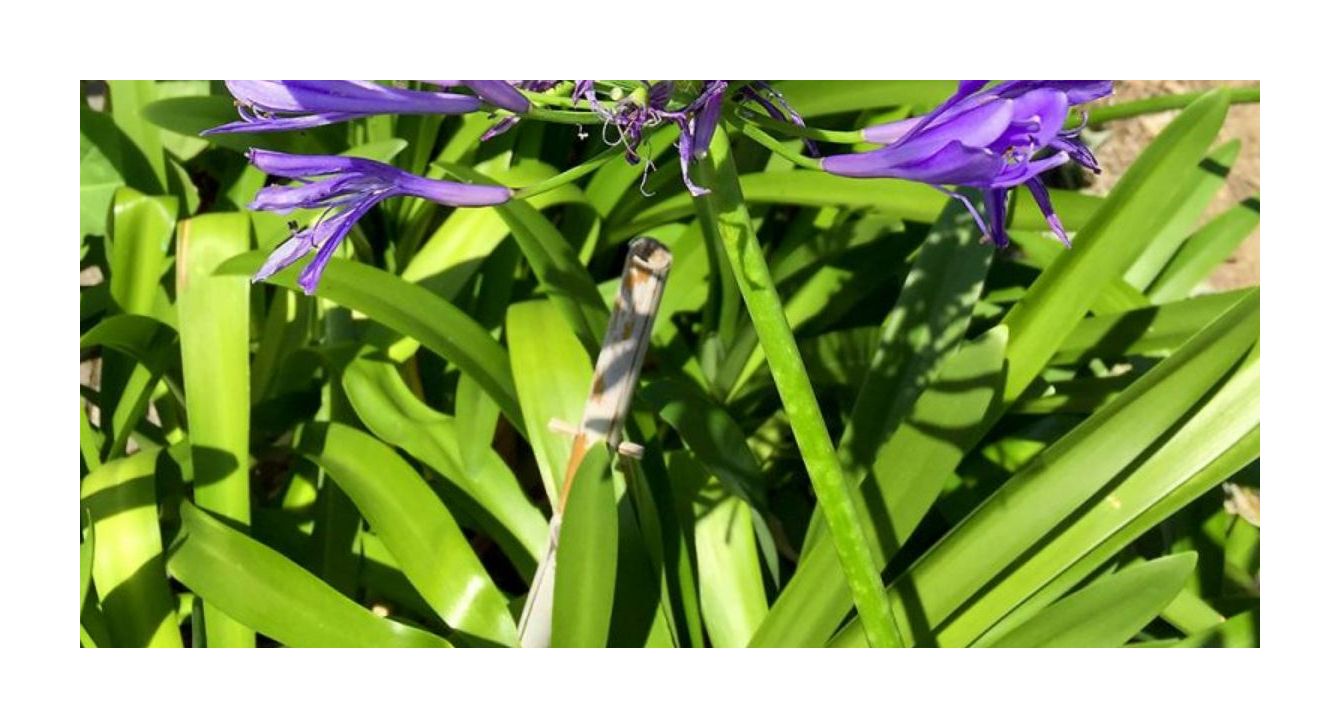 Agapanthus Praecox Dwarf Blue – 10 Samen, Kompakte Zwerg-Schmucklilie Mit Blauen Blüten