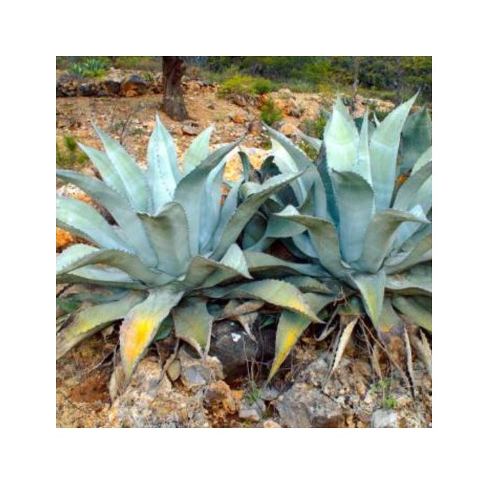 10x Agave americana subsp. protoamericana Agaven Garten Pflanzen - Samen  ID654