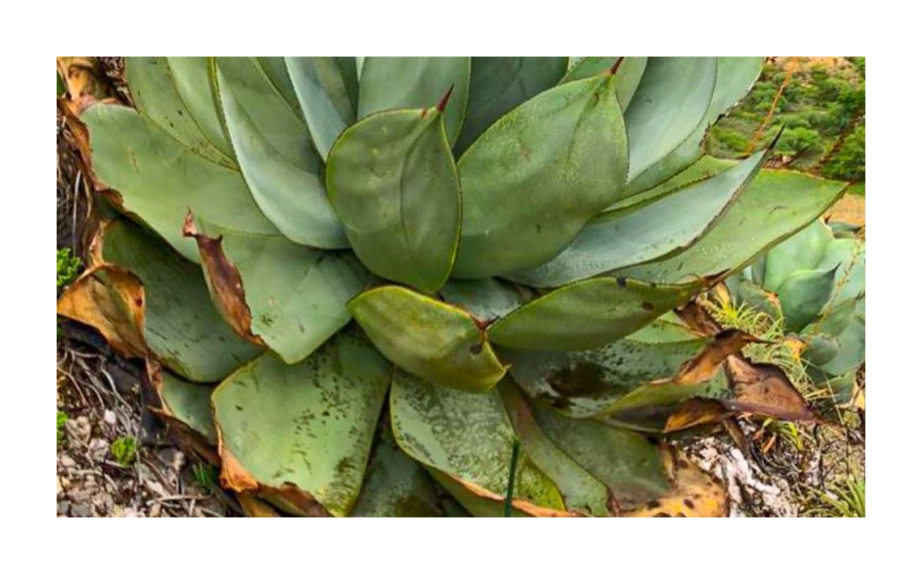 agave huachucensis Agave parryi huachucensis – Planet Desert