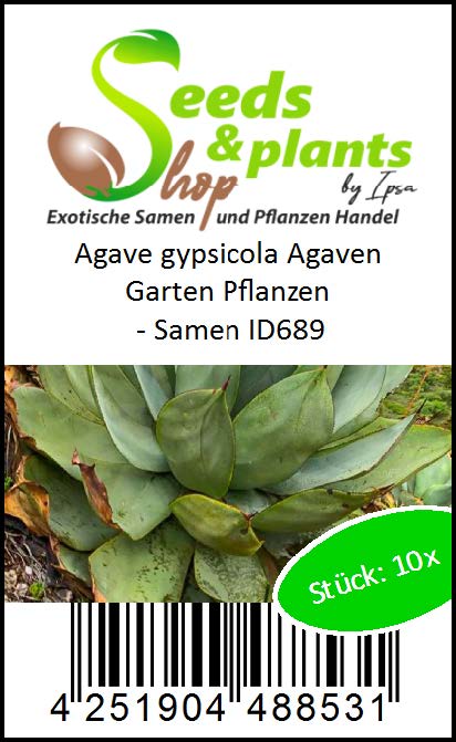 10x Agave gypsicola Agave Garden Plants - Seeds ID689