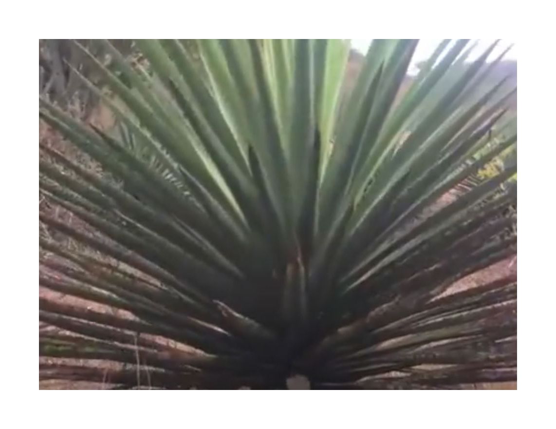 10x Agave karwinskii Karwinski Agave Garten Pflanzen - Samen ID693