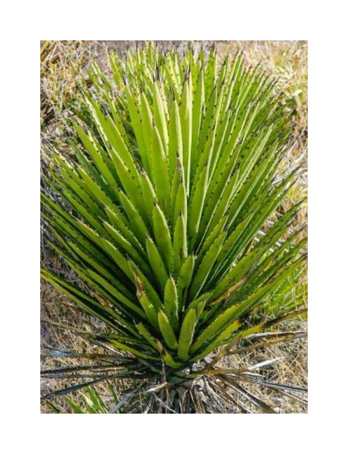 10x Agave karwinskii Karwinski Agave Garten Pflanzen - Samen ID693