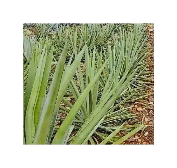 10x Agave rhodacantha Agaven Garten Pflanzen - Samen ID724