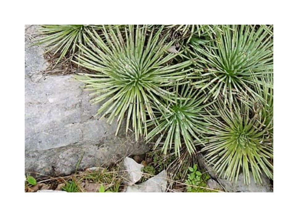 bogenhanf kälte Dracaena zeylanica main image 1