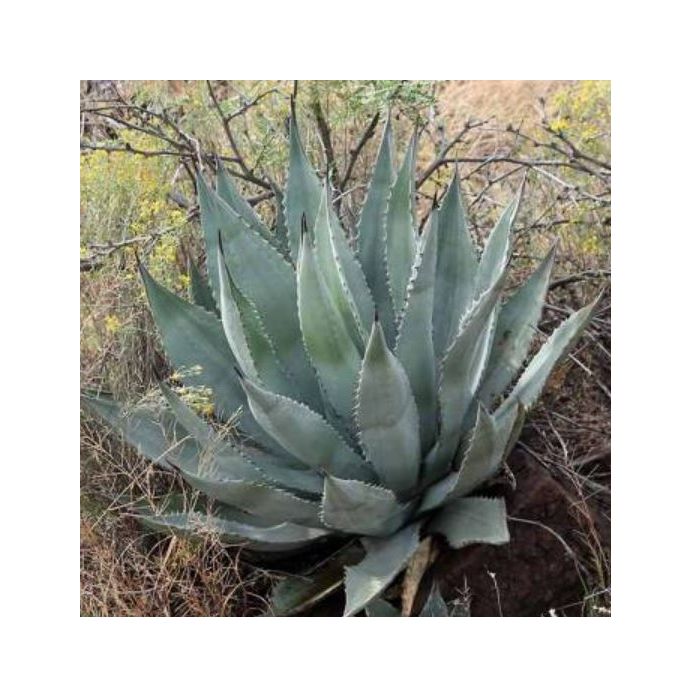 agave bleu tequila Agave Liqueur – Ventura Spirits main image 0
