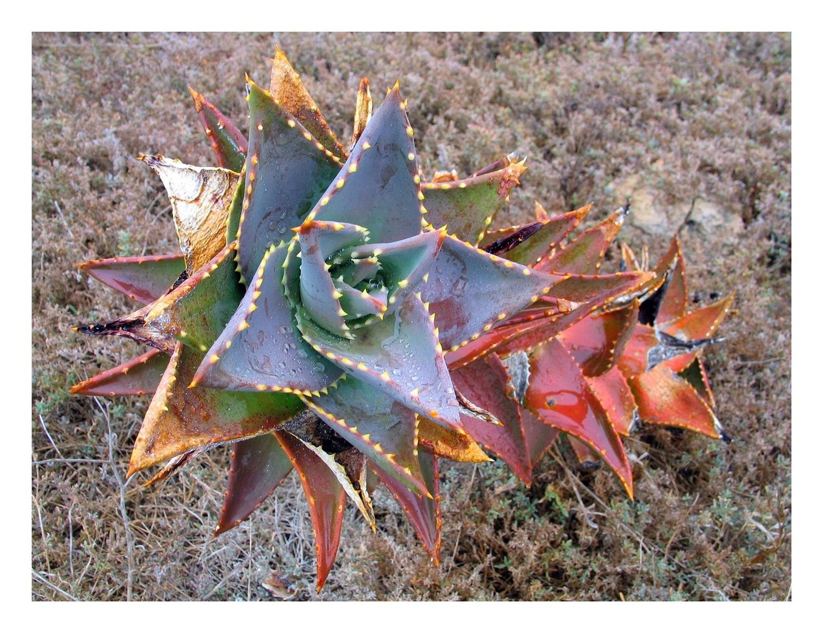 10x Aloe vanrooyenii Sukkulenten Garten Pflanzen Samen ID832 