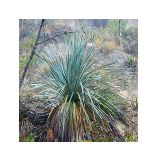 10x Dasylirion berlandieri Blue Giant Rayones Sotol Garten Pflanzen