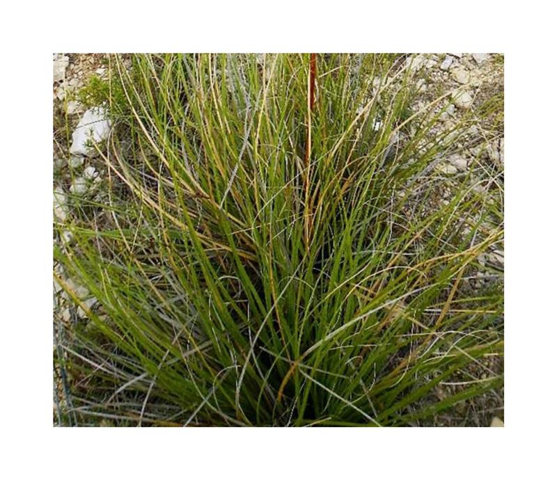 Nolina durangensis – Durango Beargrass Tree – Buy seeds at