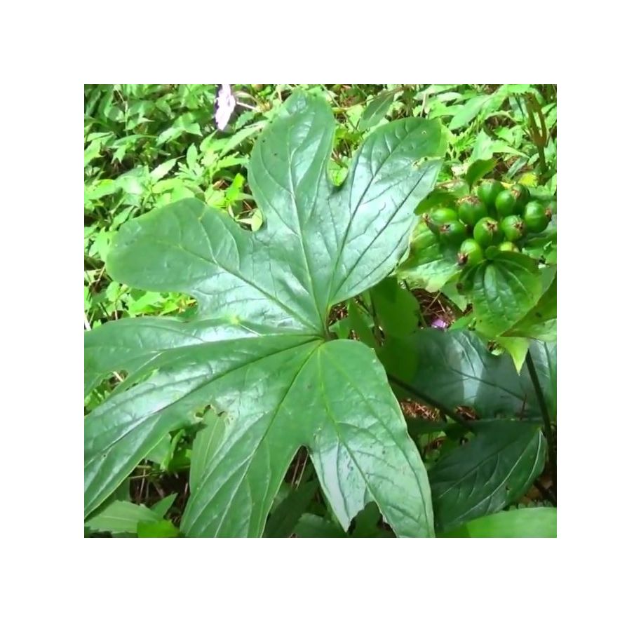 10x Tacca palmata Palmenblättrige Fledermausblume Garten Pflanzen ...
