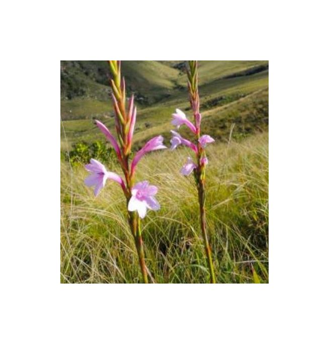 10x Watsonia knysnana Mehrjährig Garten Pflanzen - Samen ID962