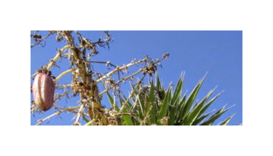 10x Yucca valida Datillo Palmlilie Garten Pflanzen - Samen ID981