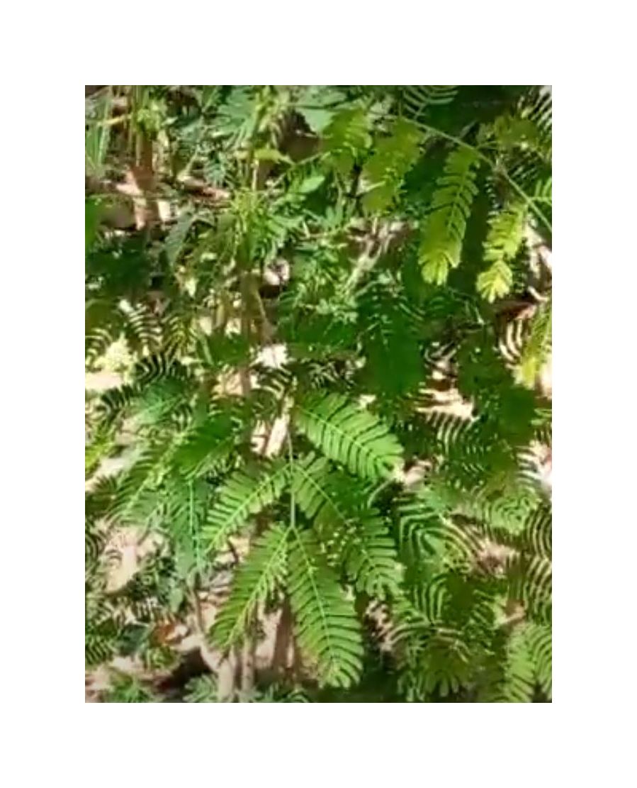 Graines Acacia Terminalis - 10x - Arbuste Australien - Jardin, Terrasse - Hauteur Jusqu'à 6 M - Plante Mellifère - 7