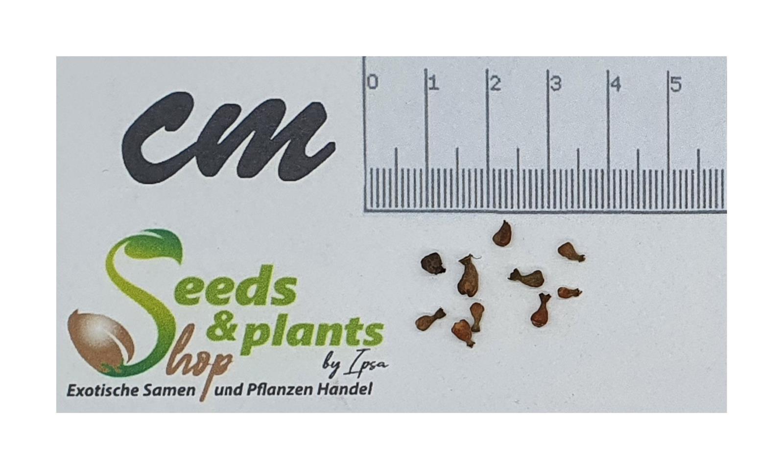 10x Bucida buceras Schwarzer Olivenbaum Garten Pflanzen - Samen ID1147