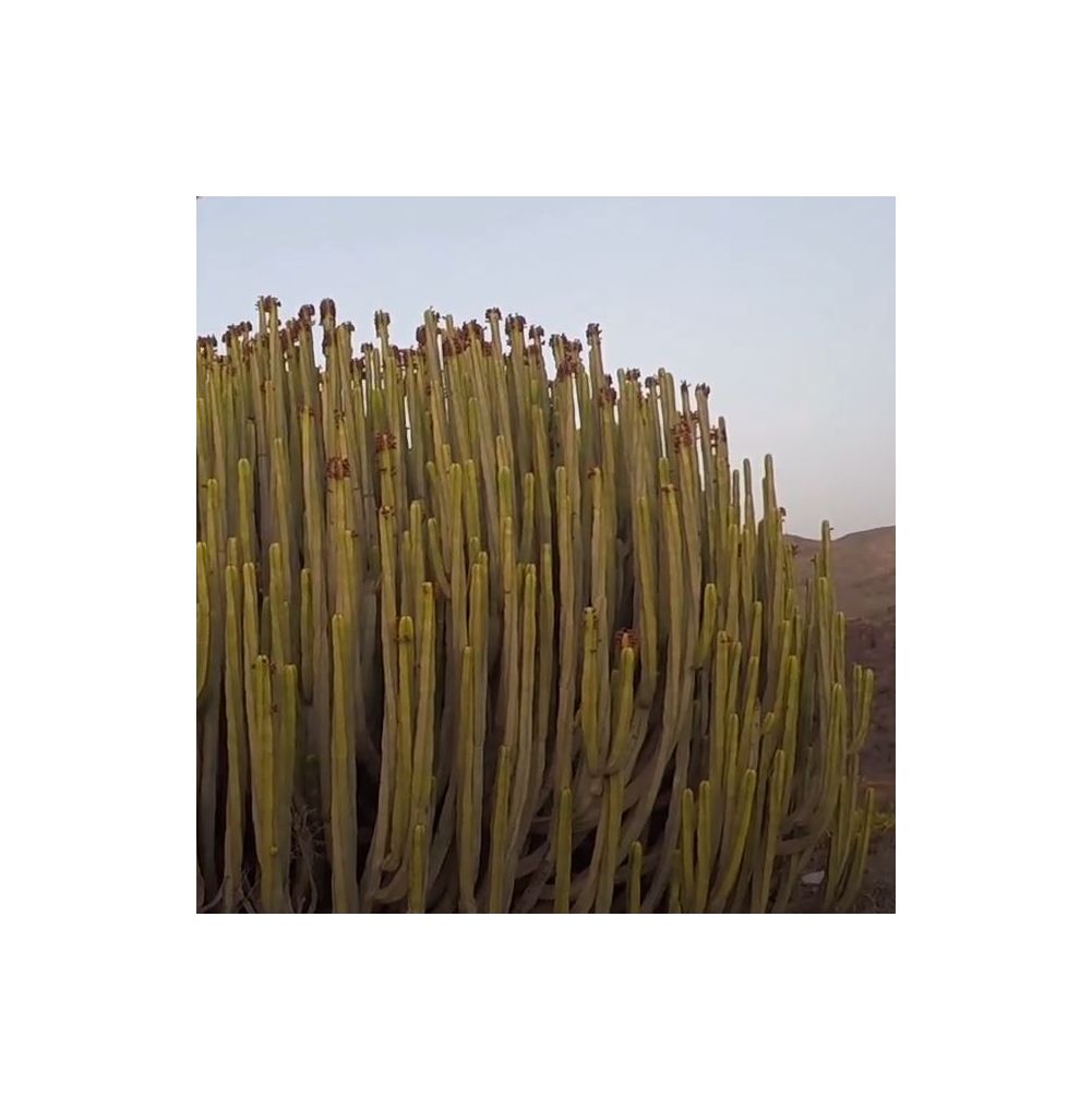 2x Euphorbia canariensis Kanaren Wolfsmilch Garten Pflanzen Samen ID1317